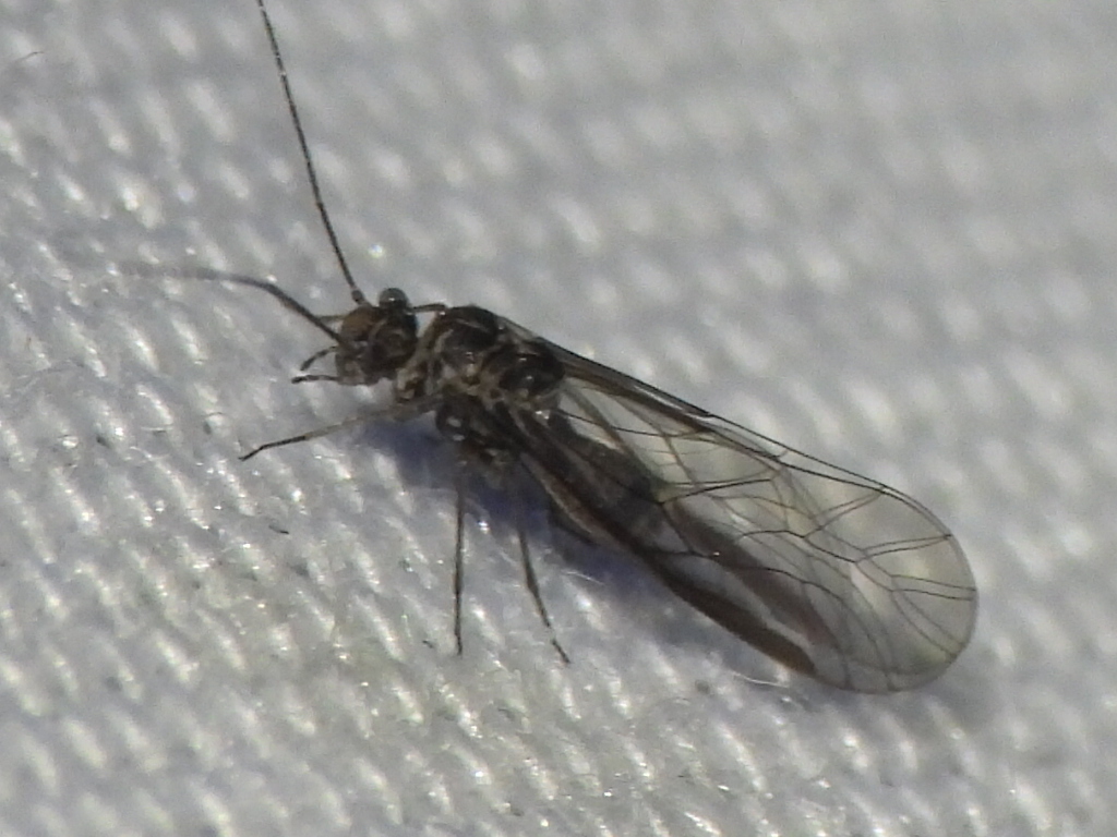 Camelopsocus monticolus