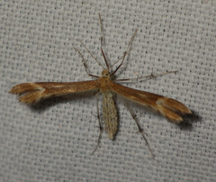 Marasmarcha lunaedactyla