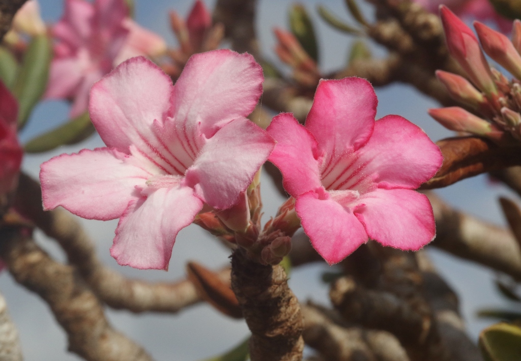 Adenium obesum
