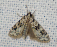 Eudonia delunella
