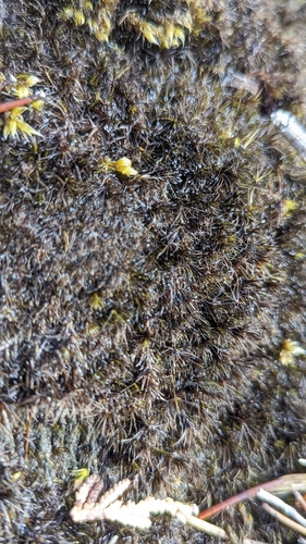 Image of Campylopus atrovirens by (c) Bryn, some rights reserved (CC BY)