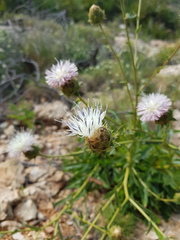 Carduncellus dianius, photograph poblado_verde_en_acción, CC BY, iNaturalist via GBIF