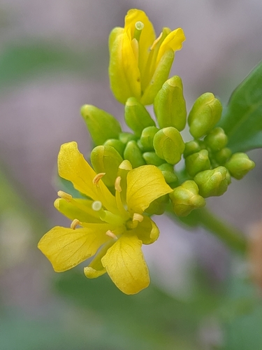 Rorippa sinuata (Nutt.) Hitchc.