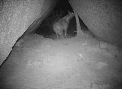 Hyaena hyaena