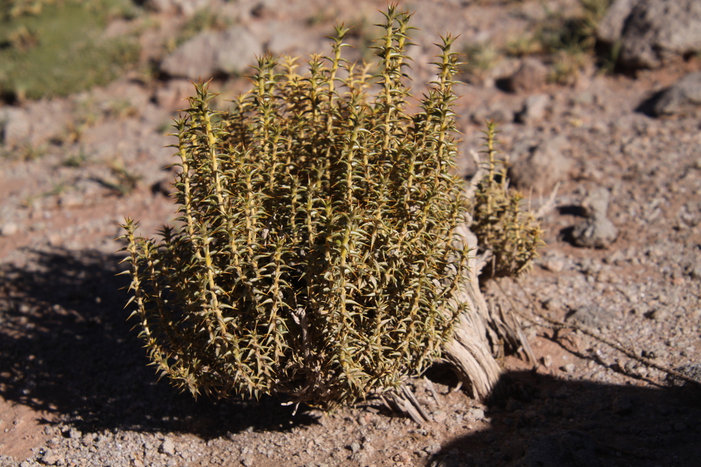 Chuquiraga acanthophylla