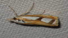 Catoptria