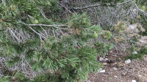 Image of Pinus remota by (c) Joseph Aubert, some rights reserved (CC BY)