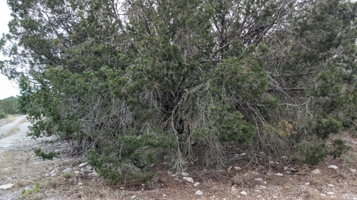 Image of Pinus remota by (c) Joseph Aubert, some rights reserved (CC BY)