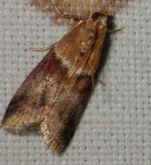 Acrobasis repandana