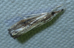 Catoptria verellus