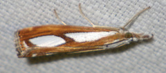 Catoptria