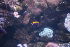 Centropyge acanthops