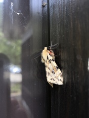 Eospilarctia neurographa