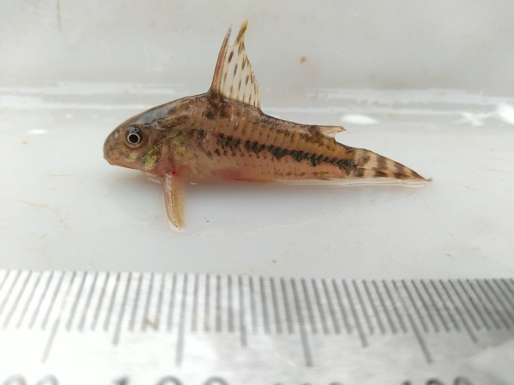 Diphyes cory (Corydoras diphyes) — Callichthyidae