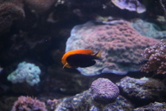 Centropyge acanthops