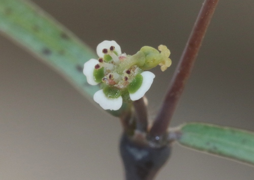 Euphorbia schweinfurthii