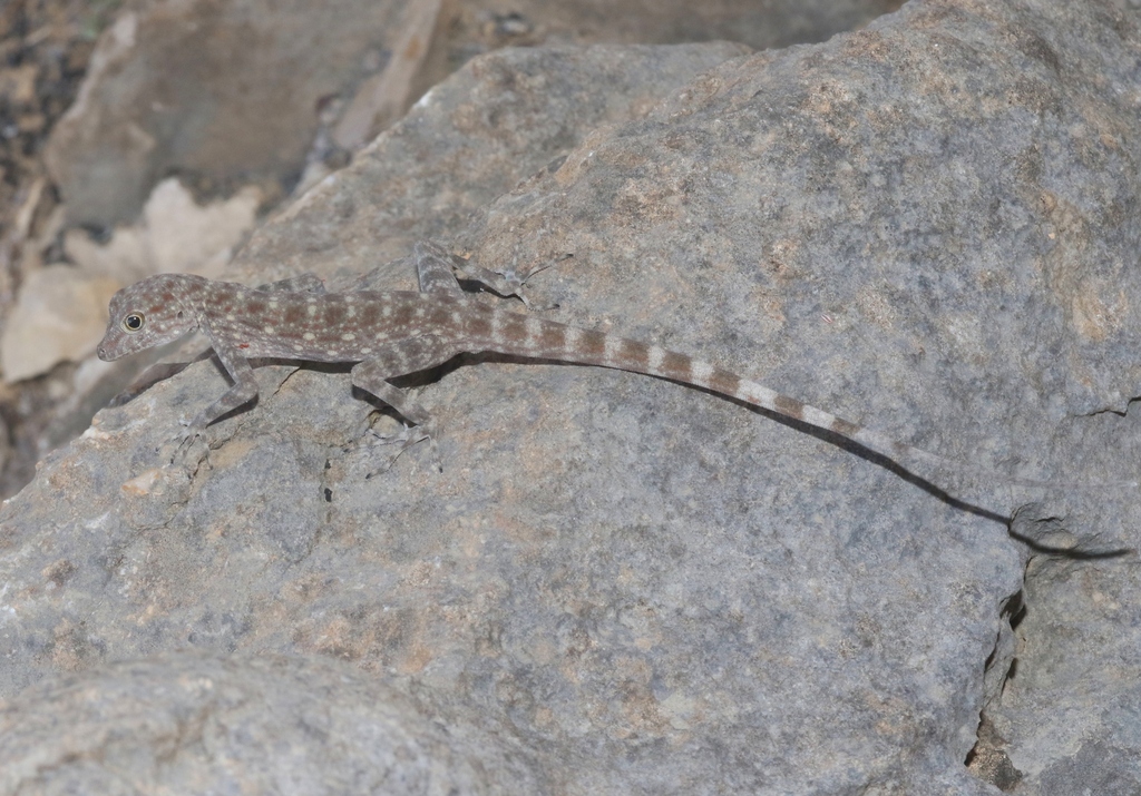 Blanford's Rock Gecko