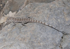 Blanford's Rock Gecko photo 1