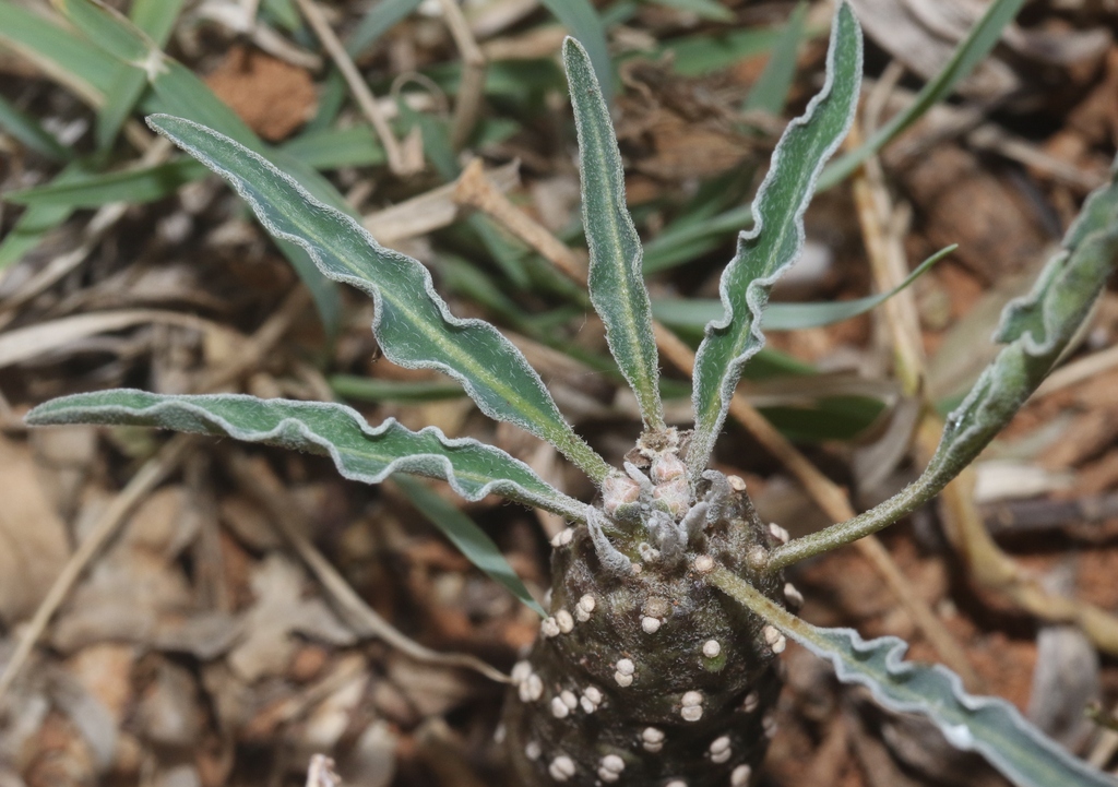 Euphorbia hadramautica