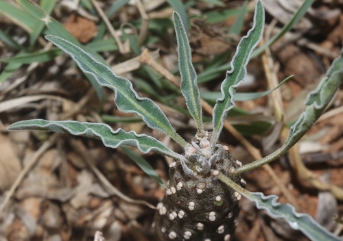 Euphorbia hadramautica