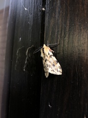 Eospilarctia neurographa