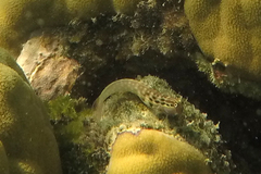 Ecsenius yaeyamaensis