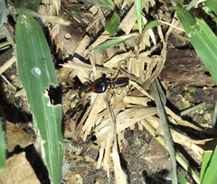 Macrotermes carbonarius