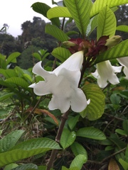 Beaumontia grandiflora