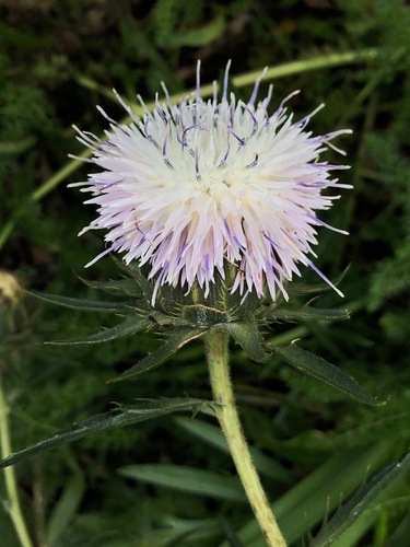 Carduncellus dianius, photograph 3