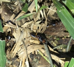 Macrotermes carbonarius