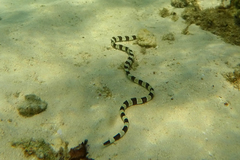 Myrichthys colubrinus