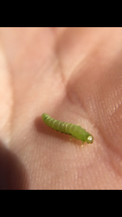 Peridea basitriens