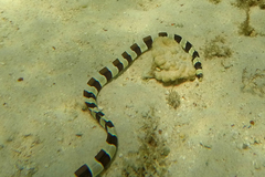 Myrichthys colubrinus