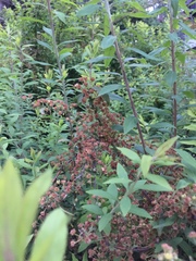 Spiraea thunbergii