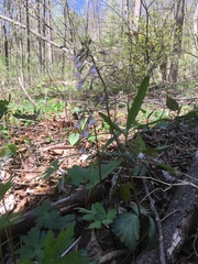 Cardamine angustata