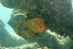 Pempheris multiradiata