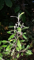 Corokia