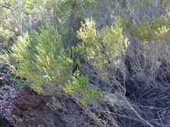 Erica subcapitata