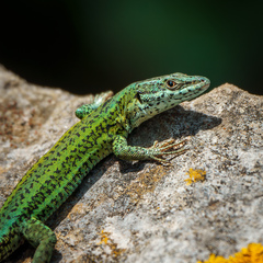 Vaucher's Wall Lizard photo 1