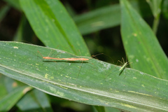 Yemmalysus parallelus