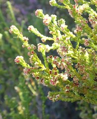 Erica subcapitata