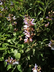 Salvia pomifera