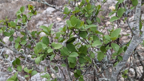 Image of Forestiera reticulata by (c) Joseph Aubert, some rights reserved (CC BY)