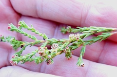 Erica subcapitata