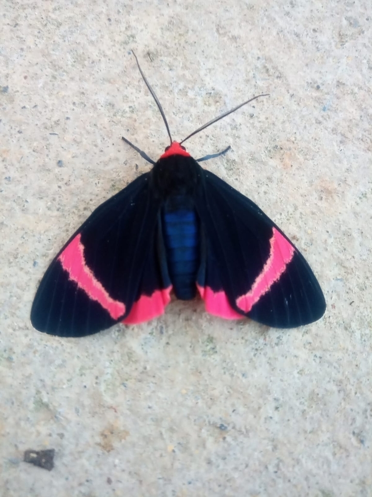 Coreura euchromoides