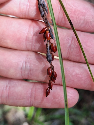 Image of Gahnia pauciflora by (c) Oscar Dove, some rights reserved (CC BY)