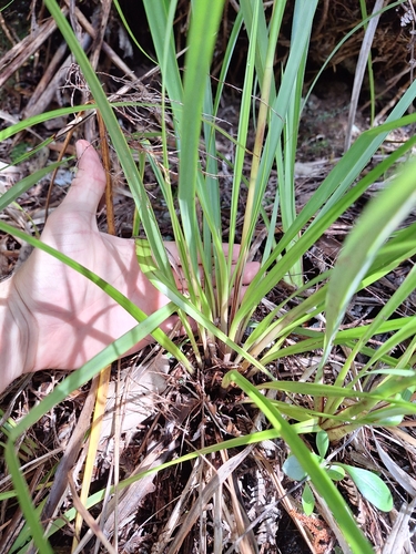 Image of Gahnia pauciflora by (c) Oscar Dove, some rights reserved (CC BY)