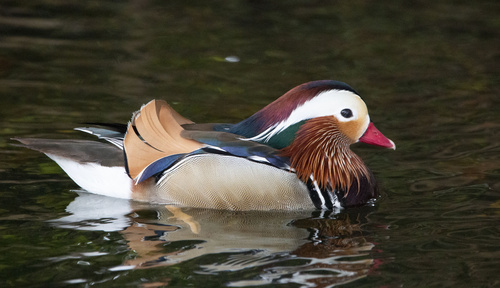Canard mandarin, mâle