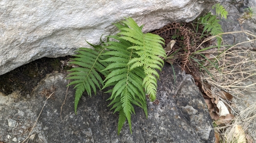 Image of Ovate Maiden Fern (Pelazoneuron ovatum) by (c) Joseph Aubert, some rights reserved (CC BY)