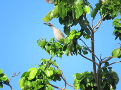 Philemon buceroides